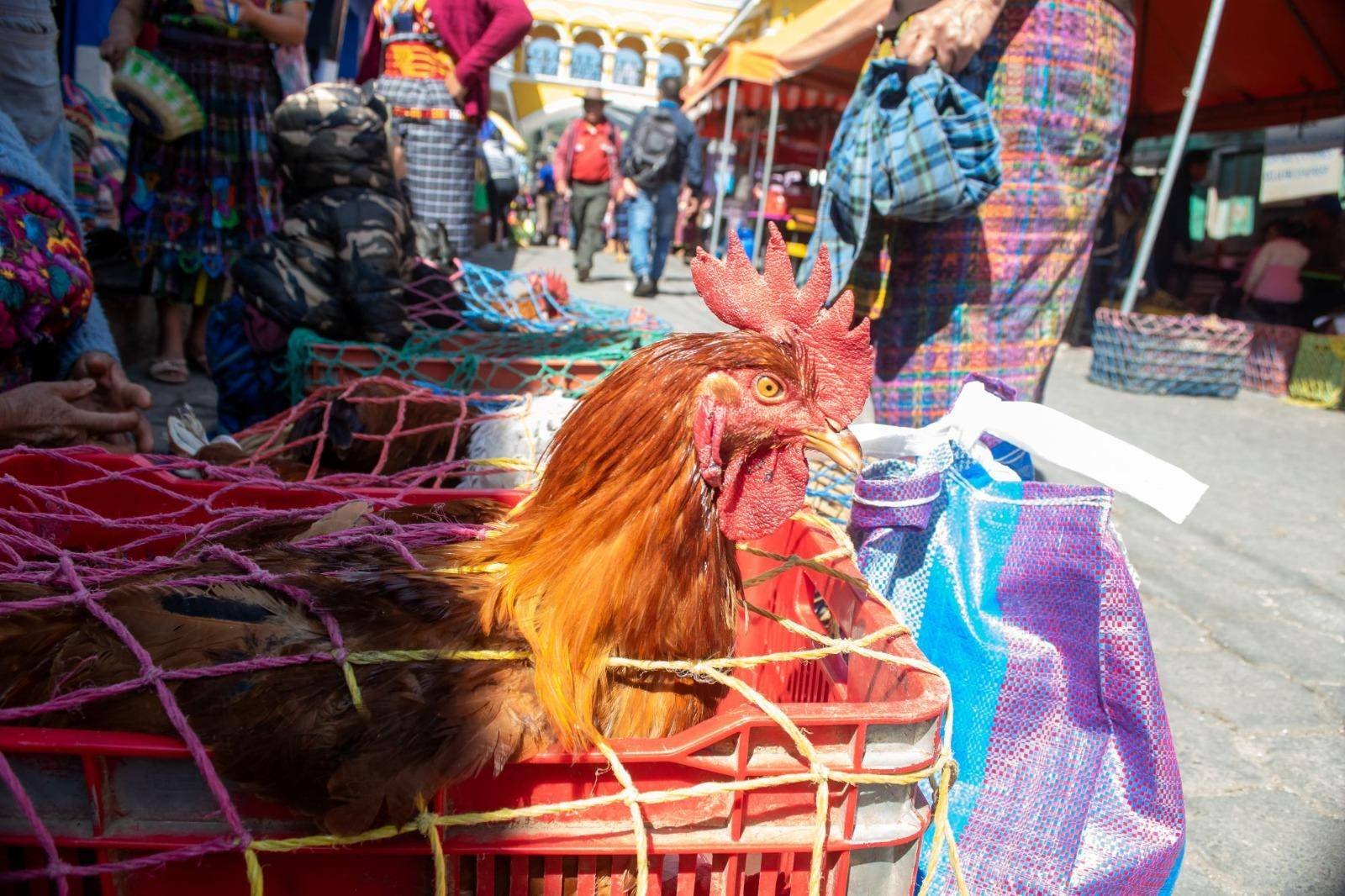  Los gallos que cría Francisca para vender en el mercado de San José Poaquil. Foto Joel Solano 